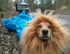 Yannon the 'Lion Dog' is a champions celebrity.
