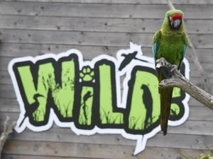 Supporting image for story: Young macaw missing from Staffordshire zoo after getting 'lost' learning to fly