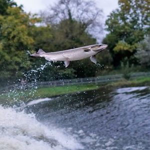 Robin Bennett captured this photo of the Salmon in Shrewsbury