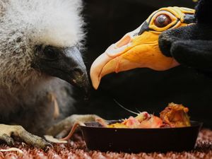 Supporting image for story: Zookeepers in Prague turn into puppeteers to save baby vultures