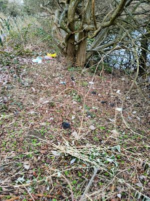 Some of the rubbish at the newt pond