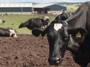 Supporting image for story: Buy British beef plea from farming bosses