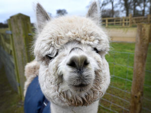 Supporting image for story: Herd is the word: Meet the alpacas at Clivewood Farm, Shropshire