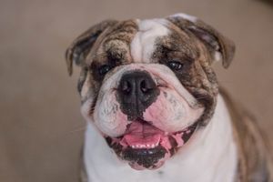 English Bulldog