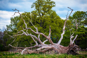 Runner up: Chris Lewis - Fallen Giant