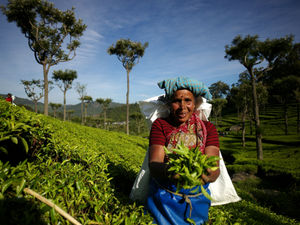 Supporting image for story: The future of fairer trade