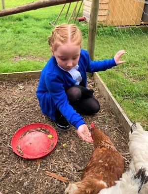 Pheobe CK feeding the chickens