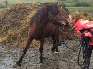 Supporting image for story: Shropshire woman gives ponies a new home after elderly neighbour dies