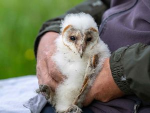 Supporting image for story: Llandrindod Wells nine year-old is a major winner in the RSPCA Young Photographer Awards 2024