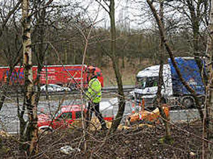 Supporting image for story: Fury as noise barrier trees hacked