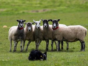 Supporting image for story: Look, it’s Barack Obaa-ma… sheep learn to recognise celebrity faces