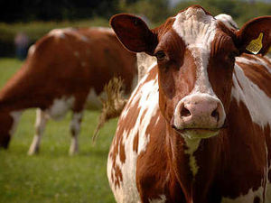 Supporting image for story: Shropshire beef farmers told to bone up on bovine TB