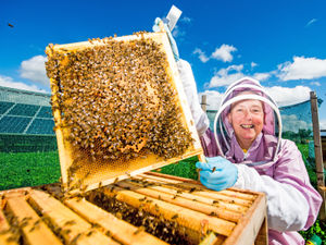 Supporting image for story: Shropshire beekeepers called to collect first swarms of the season near Bridgnorth 