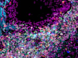 Supporting image for story: Researchers hit ‘major milestone’ in mapping cells of the human body