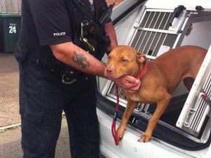 Supporting image for story: Dogs seized in Tipton over 'illegal pit bull terrier' fears