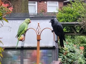Supporting image for story: More stunning images come flying in of the Black Country's wild parakeets