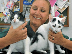Supporting image for story: Kittens found dumped on Wolverhampton doorstop looking for new homes