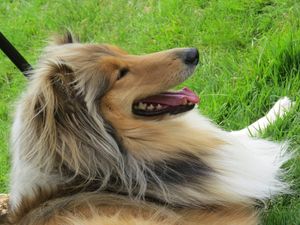 Supporting image for story: Plans to bar dogs from city water features and be kept on leads at cemeteries under new rules