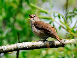 Supporting image for story: RSPB aims to conquer charts with single of birdsong