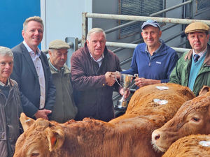 Supporting image for story: Sparkling store cattle trade at Bishops Castle auction 
