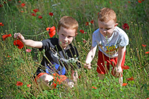 Brothers Blake Harvey, aged eight, and Noah Harvey, aged four, in the wildflowers at Walsall Arboretum.