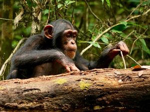 Supporting image for story: Chimps – like humans – may be lifelong learners, researchers say