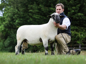 Supporting image for story: Seawell flock tops Hampshire Down Premier Sale