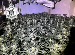 One man, aged 51, was arrested at the scene. Around 492 mature cannabis plants were discovered across three rooms. Picture: West Mercia Police