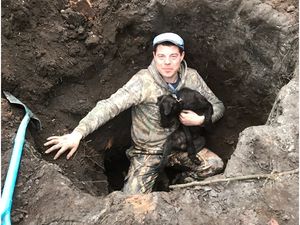 Supporting image for story: Man jailed after filming dogs attacking caged fox in garden