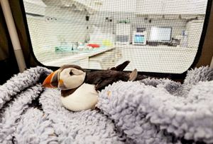 A stranded puffin has been rescued after being found more than a hundred miles away from its natural coastal habitat  - in the Midlands. 
