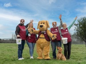 Supporting image for story: Hearing dog charity calls on people to help raise funds