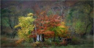Autumn Colours Borrowdale by Bill Spencer