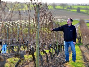 Supporting image for story: Sales of fizz are sparkling for Midlands vineyard
