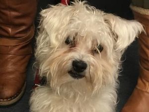Supporting image for story: Family reunited with pet dog six months after he was stolen in Wyre Forest