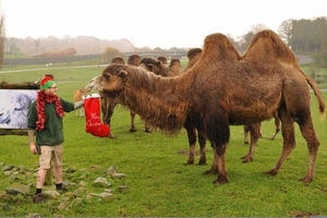 Don't get the hump, animal keeper Nick Owen wouldn't forget his camels at Christmas