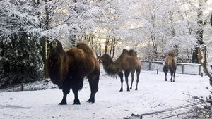 Confused-looking camels. Pic: http://www.dudleyzoo.org.uk/snows-love-hate-thing/