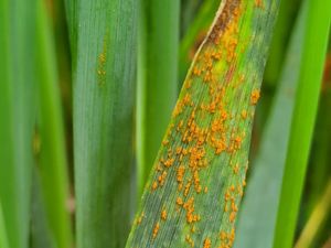 Supporting image for story: Increasingly popular oat crop gets new fungicide option for 2022