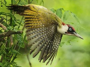 Supporting image for story: Wildlife photography display focuses on the role of Shropshire farmers