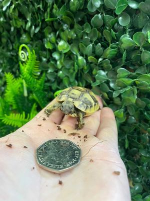 Squirt the tortoise