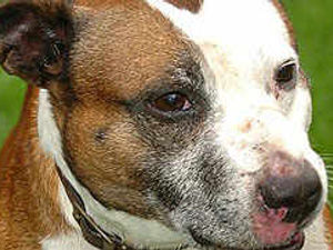 Supporting image for story: Appeal over bull terriers