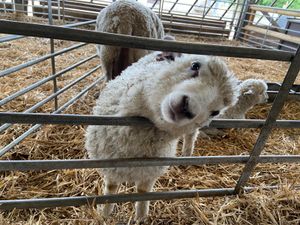 Supporting image for story: Pregnant ewes stolen as sheep rustlers strike at Forge Mill Farm