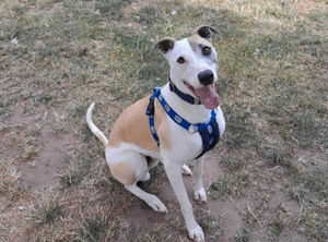 Three-year-old Stitch. Pic: RSPCA