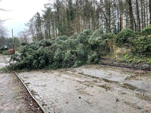 Fallen trees