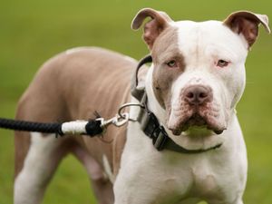 Supporting image for story: Deadline passes for XL bully owners to apply for exemption to keep pets