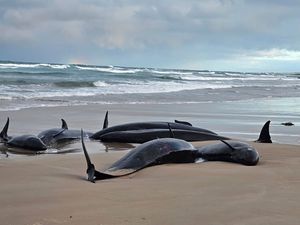 Supporting image for story: More than 150 whales stranded on a beach in Australia’s Tasmania state