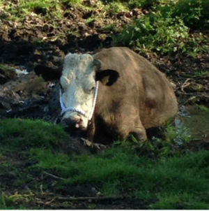 The pregnant cow became stuck in the mud. Photo: @SFRS_JimBarker