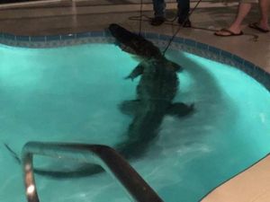 Supporting image for story: Watch an 11ft alligator being wrestled from a swimming pool inside a Florida home