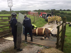 Fire crews rescue the horse. Photo: @SFRSWellington