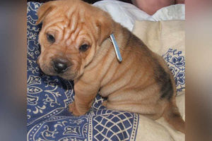 Prince looking cute and wrinkly, by Lisa Nicholls from Bilston