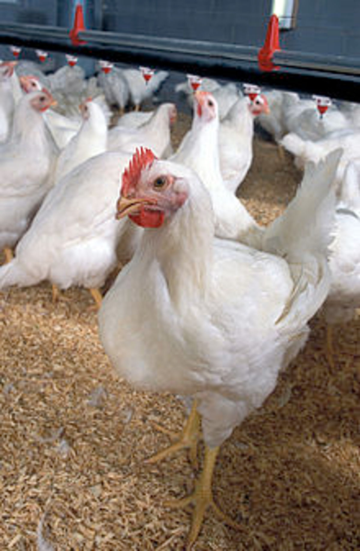Neue Hühnerfarm mit 180.000 Vögeln und einem Preis von 6 Millionen Pfund ...